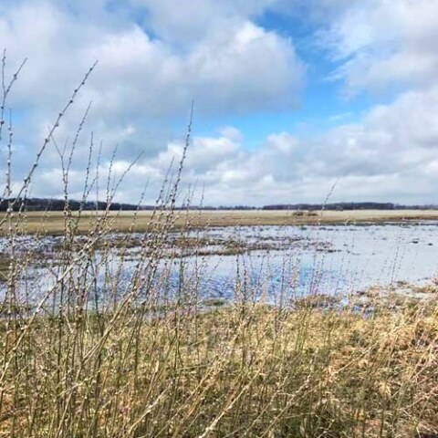 Joga Foksal w Kuwasach