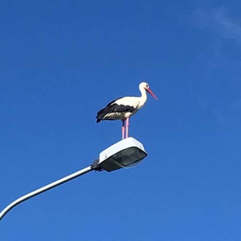 Joga Foksal w Kuwasach