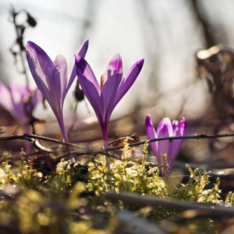 Wiosna w Zagrodzie Kuwasy