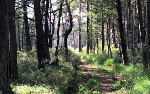 | 16-23 maja | Terapia jogą nad morzem - Prusewo