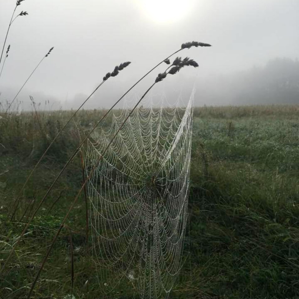 Joga Foksal - warsztaty w Zagrodzie Kuwasy