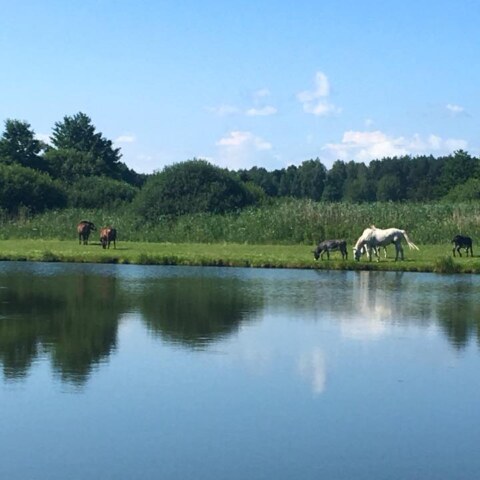 wyjazdy-z-joga-Ojrzanow-konie